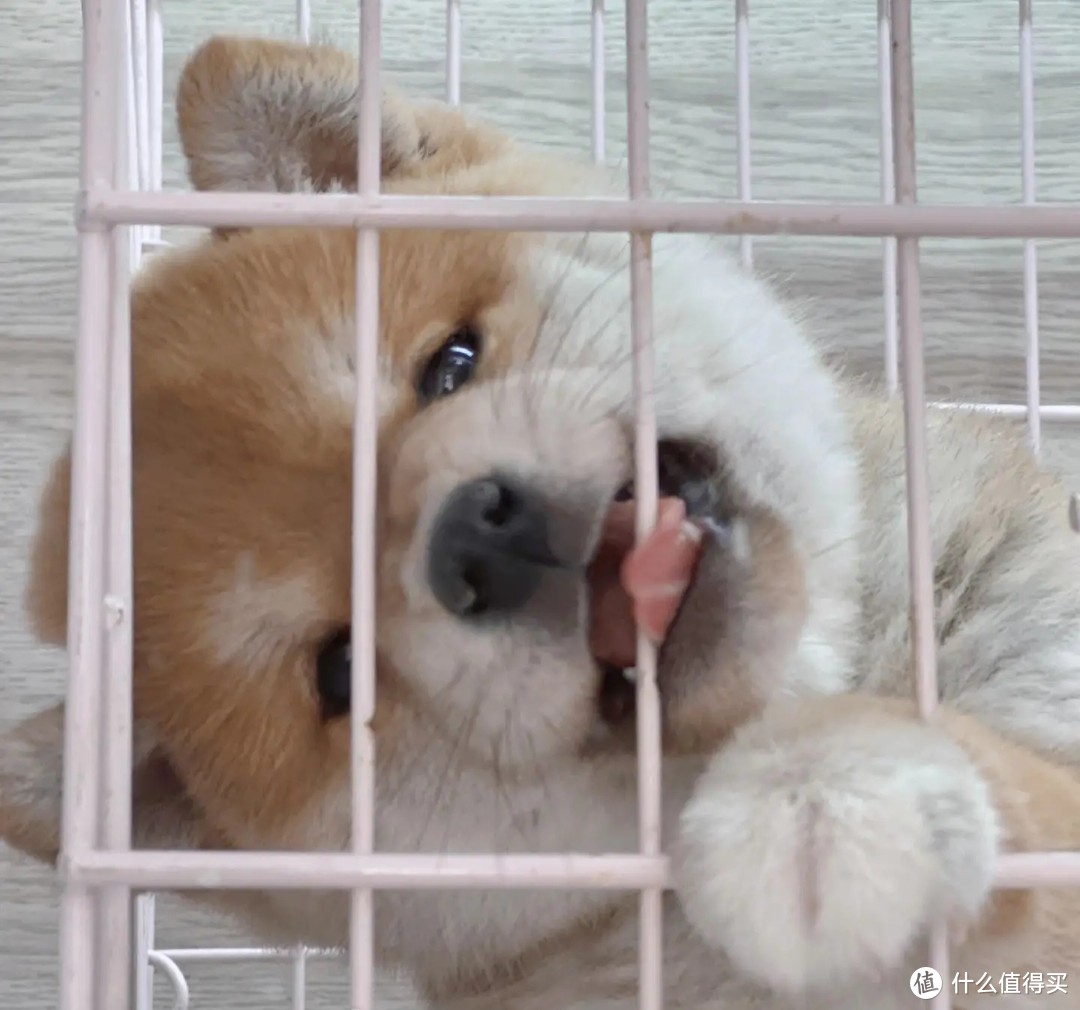 小狗初长成:如何挑选合适的宠物狗?